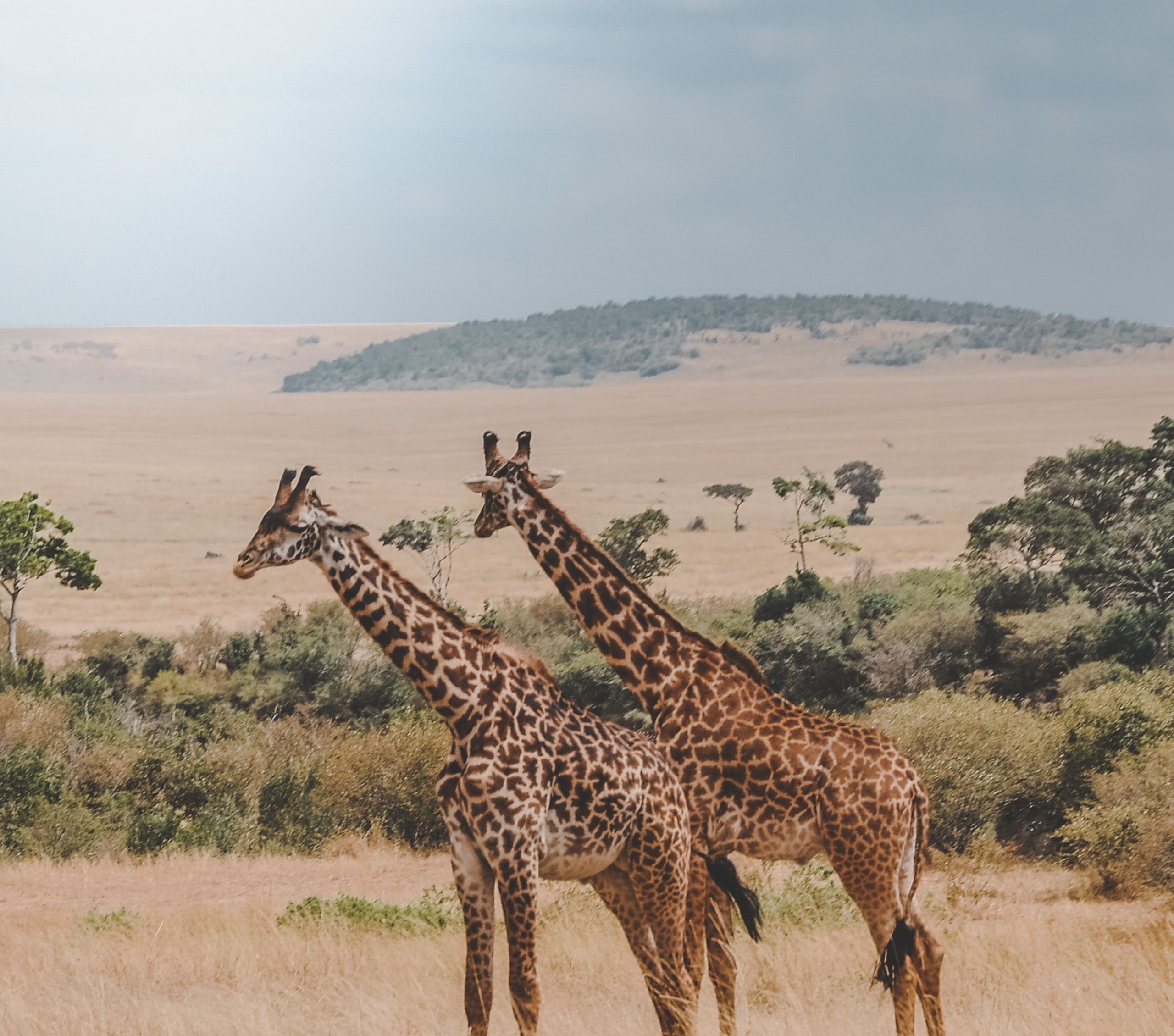 Masai Mara National Reserve