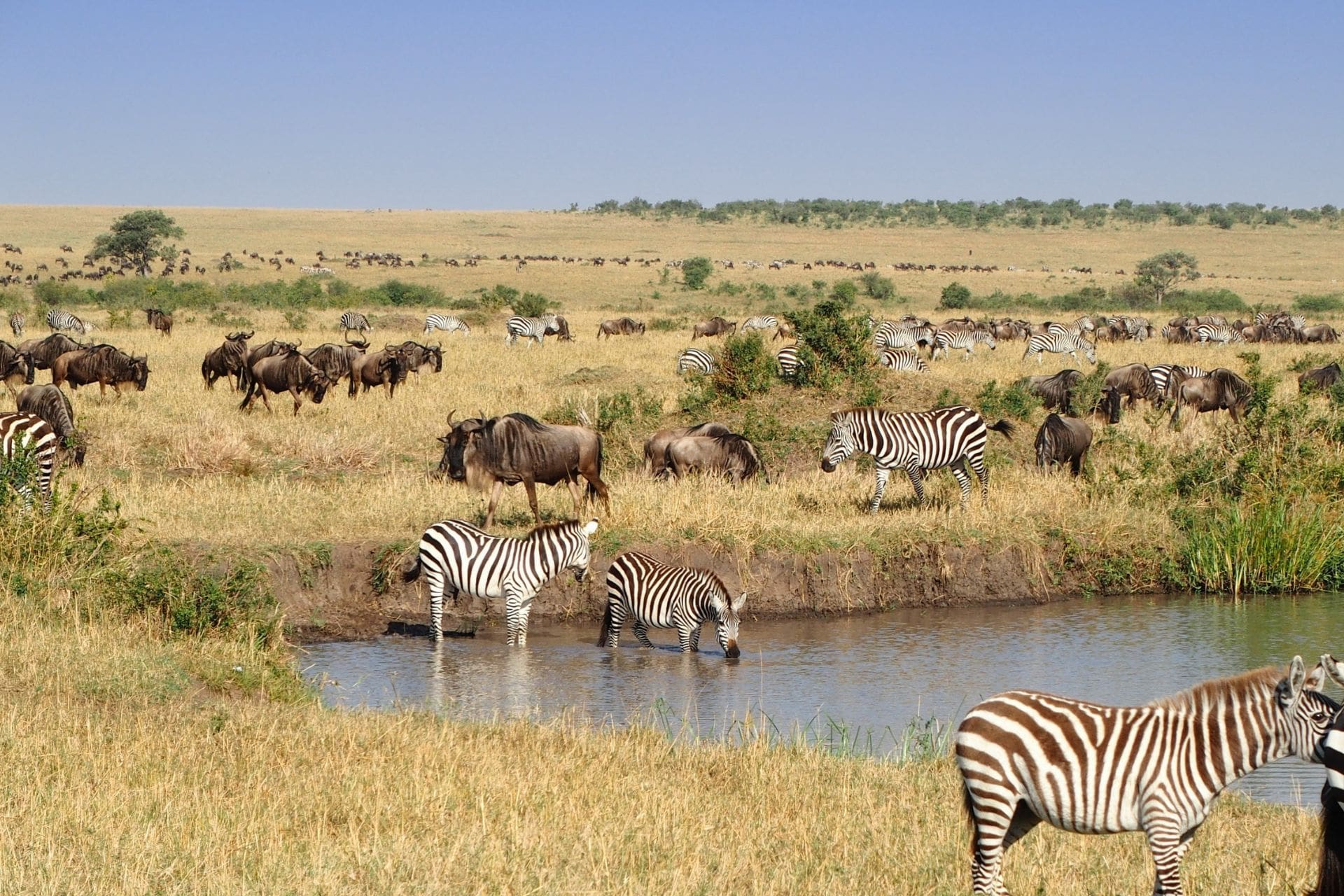 Planning a Safari in Kenya 2023