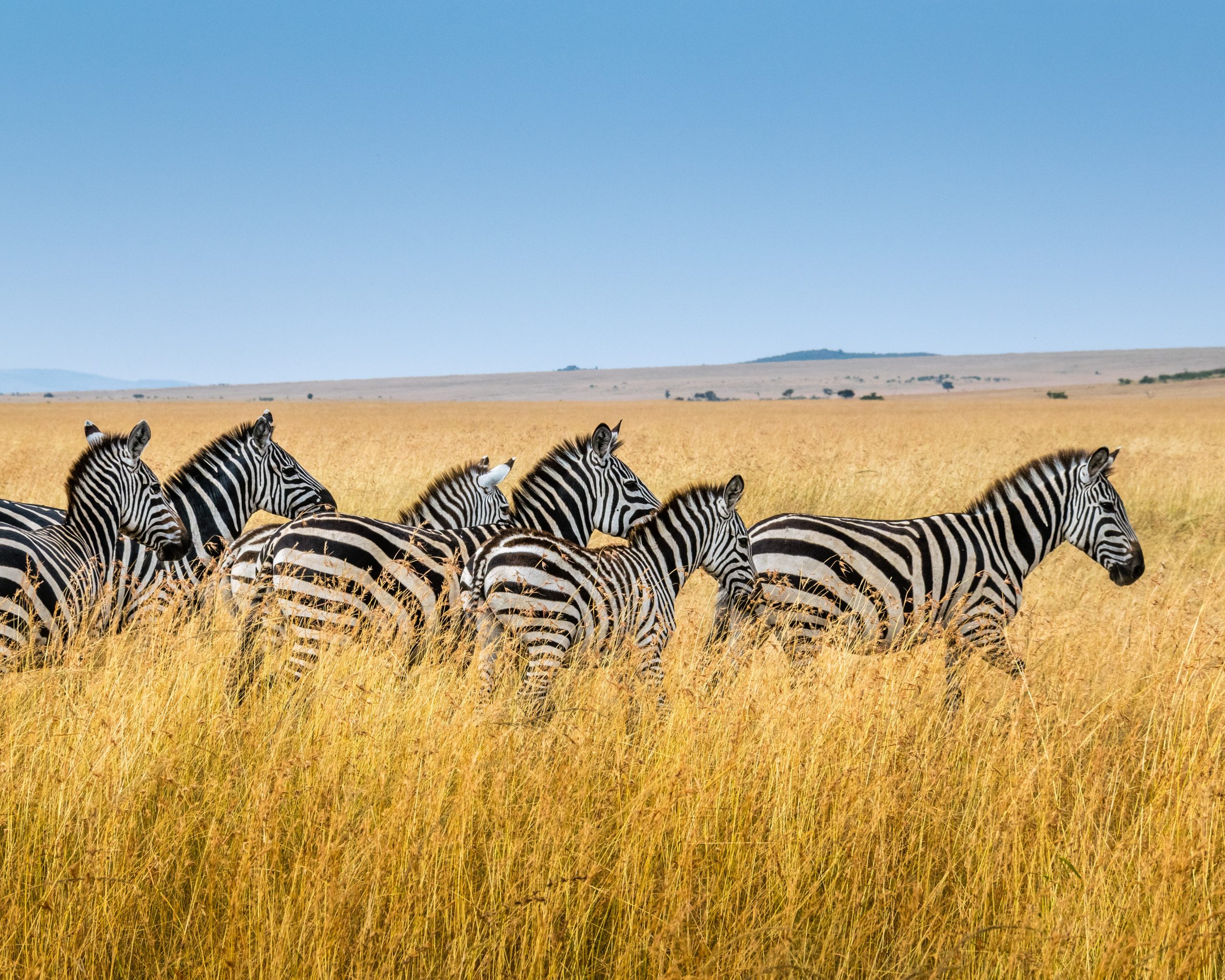 Kenya Expat Guide: Discovering the Country with General Information