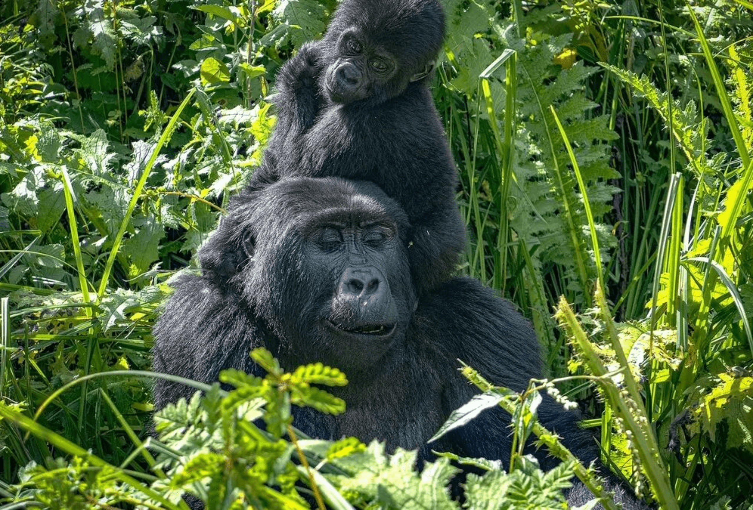 Gorilla Trekking in Bwindi Impenetrable Forest, Uganda – A Bucket-List Safari in 2025-min