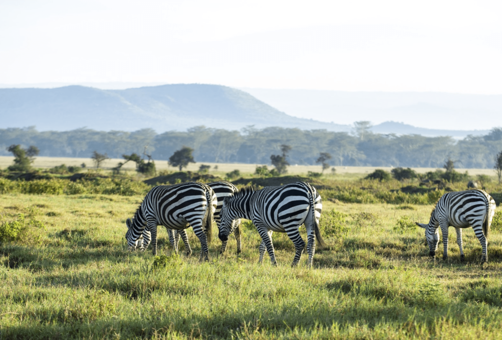 Top 10 African Safari Destinations You Should Visit in 2025-min